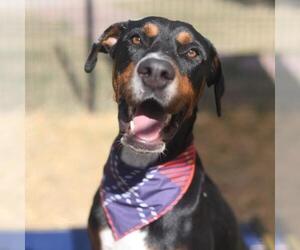 Doberman Pinscher-Unknown Mix Dogs for adoption in San Antonio, TX, USA