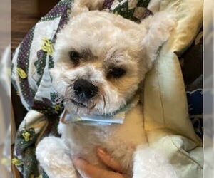 Shih Tzu-Unknown Mix Dogs for adoption in Princeton, MN, USA
