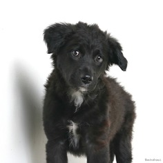 flat coated retriever border collie mix puppy