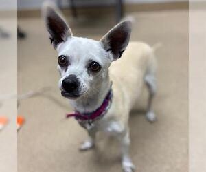 Chihuahua Dogs for adoption in Aurora, CO, USA