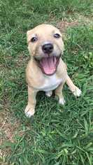 Medium Photo #1 American Pit Bull Terrier Puppy For Sale in Dallas, TX, USA