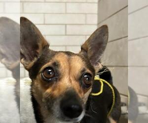 Chihuahua Dogs for adoption in Stockton, CA, USA