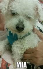 Maltipoo Dogs for adoption in Rochester, NY, USA