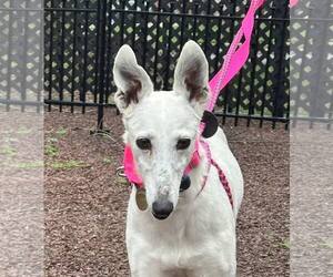 Whippet Dogs for adoption in Cherry Hill, NJ, USA