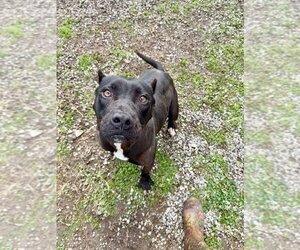 Mutt Dogs for adoption in Abbeville, LA, USA