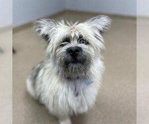 Pembroke Welsh Corgi-Unknown Mix Dogs for adoption in Aurora, CO, USA