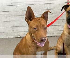 American Pit Bull Terrier-Unknown Mix Dogs for adoption in San Bernardino, CA, USA