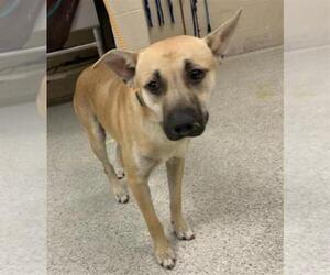 Black Mouth Cur Dogs for adoption in Conroe, TX, USA