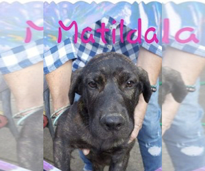 Mastador Dogs for adoption in Wenonah, NJ, USA