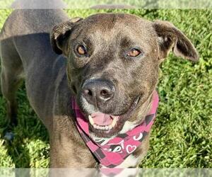 American Pit Bull Terrier-Labrador Retriever Mix Dogs for adoption in Pueblo, CO, USA