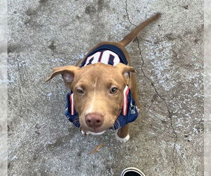 Labrador Retriever-Unknown Mix Dogs for adoption in Boston, MA, USA