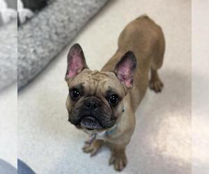 French Bulldog Dogs for adoption in Rohnert Park, CA, USA