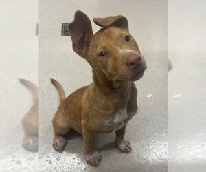 Mutt Dogs for adoption in Baytown, TX, USA