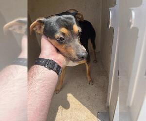 Chiweenie Dogs for adoption in Oklahoma City, OK, USA