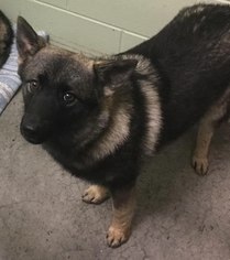 Norwegian Elkhound Dogs for adoption in Newport, KY, USA