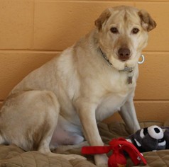 Medium Photo #1 Labrador Retriever-Unknown Mix Puppy For Sale in Kennesaw, GA, USA