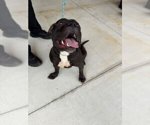 American Staffordshire Terrier Dogs for adoption in Fort Lauderdale, FL, USA