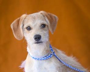 Border Terrier Dogs for adoption in Pasadena, CA, USA