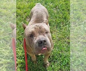 American Staffordshire Terrier Dogs for adoption in Fort Lauderdale, FL, USA