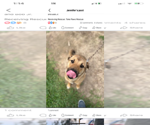 Chinese Shar-Pei-Unknown Mix Dogs for adoption in New Orleans, LA, USA