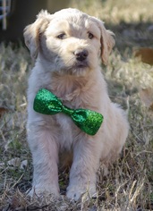 Pyredoodle Dogs for adoption in Whitewright, TX, USA