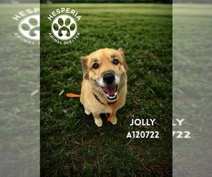 Golden Shepherd Dogs for adoption in HESPERIA, CA, USA