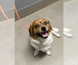 Mutt Dogs for adoption in Las Vegas, NV, USA