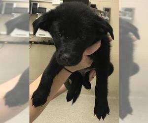 Labrador Retriever-Unknown Mix Dogs for adoption in Conroe, TX, USA