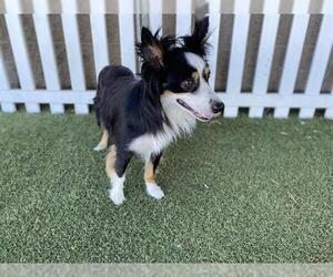 Border Collie Dogs for adoption in Modesto, CA, USA