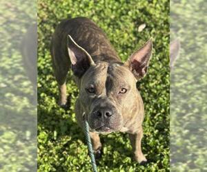 American Pit Bull Terrier Dogs for adoption in Fort Lauderdale, FL, USA