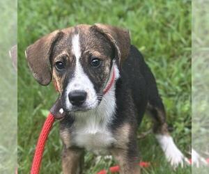 Labbe Dogs for adoption in Yardley, PA, USA