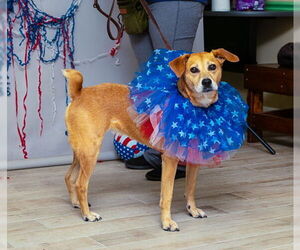 Mutt Dogs for adoption in Sanford, FL, USA