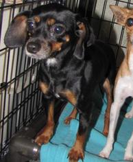 Miniature Pinscher Dogs for adoption in Walnutport, PA, USA