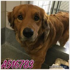 Golden Retriever Dogs for adoption in San Antonio, TX, USA