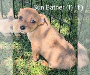 Mutt Dogs for adoption in San Bernardino, CA, USA