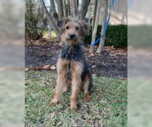 Unknown-Wheaten Terrier Mix Dogs for adoption in Ridgefield, CT, USA