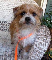 Cheeks Dogs for adoption in Newnan, GA, USA