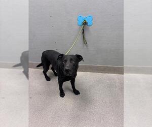Labrador Retriever-Unknown Mix Dogs for adoption in Las Vegas, NV, USA