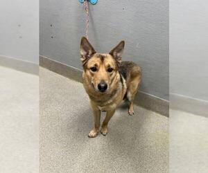 Mutt Dogs for adoption in Las Vegas, NV, USA