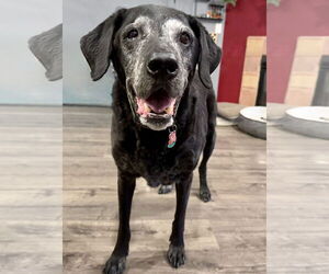 Labrador Retriever-Unknown Mix Dogs for adoption in Boise, ID, USA