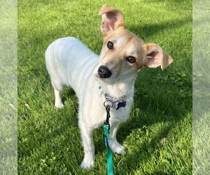 Jack Russell Terrier-Unknown Mix Dogs for adoption in Batavia, OH, USA