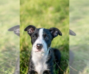 Jack Russell Terrier-Unknown Mix Dogs for adoption in Germantown, OH, USA