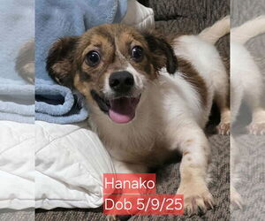 Chiweenie Dogs for adoption in Minneapolis, MN, USA