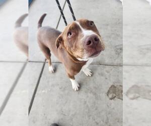 American Pit Bull Terrier Dogs for adoption in Bakersfield, CA, USA