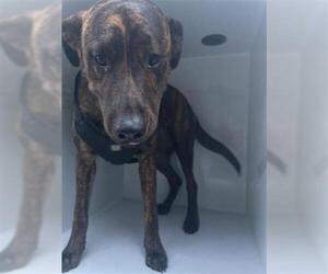 Plott Hound-Unknown Mix Dogs for adoption in Houston, TX, USA