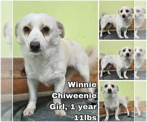 Pembroke Welsh Corgi-Unknown Mix Dogs for adoption in Seattle, WA, USA