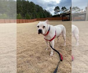 American Bulldog-American Staffordshire Terrier Mix Dogs for adoption in Newnan, GA, USA