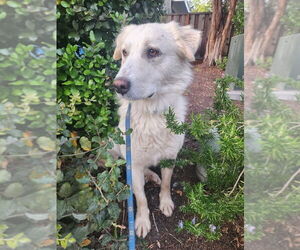 Great Pyrenees-Unknown Mix Dogs for adoption in San Francisco, CA, USA
