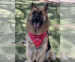 German Shepherd Dog-Unknown Mix Dogs for adoption in Phoenix, AZ, USA