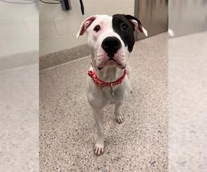 American Pit Bull Terrier Dogs for adoption in Brighton, CO, USA